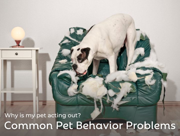 Why Is My Pet Acting Out? Common Behavior Problems