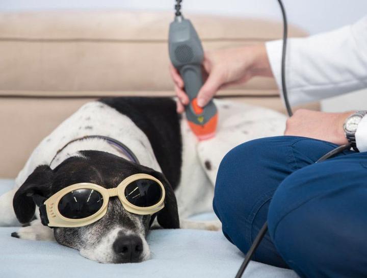 Laser Therapy for Dogs